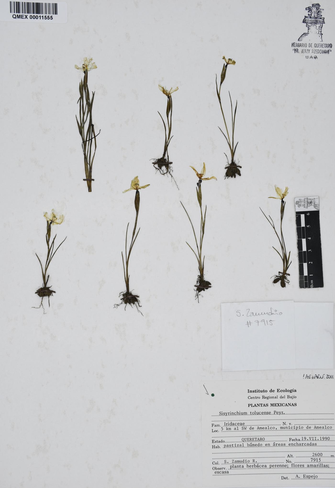 Sisyrinchium tolucense image